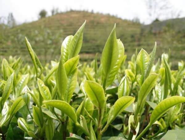 春茶到底好在哪里？