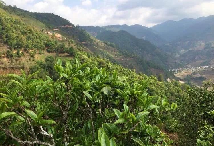 2021年冰島秋茶，你所需要知道的七個事實