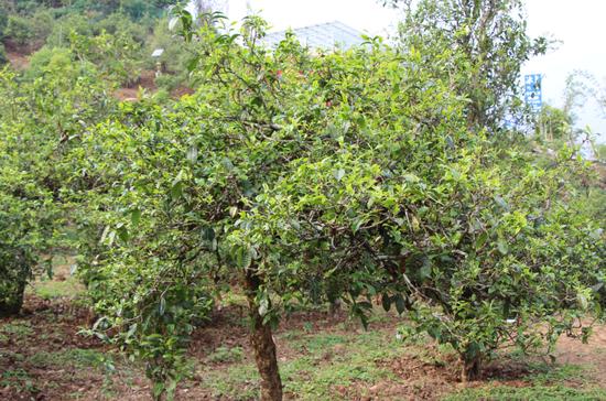 2021年冰島古樹秋茶價格，歷史價格