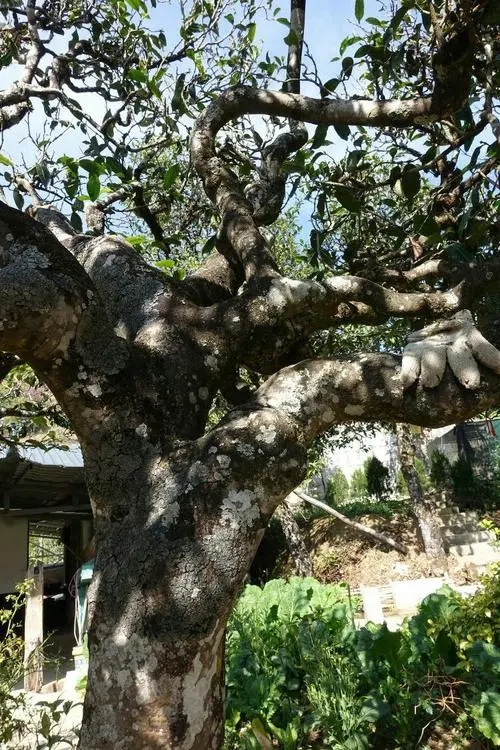 2021年冰島秋茶為何也受喜愛？