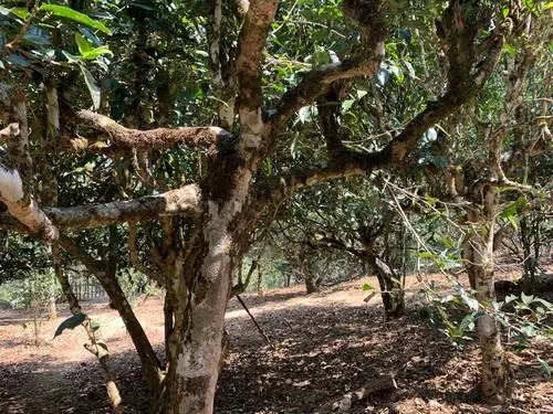 2021年磨烈古樹秋茶特點？