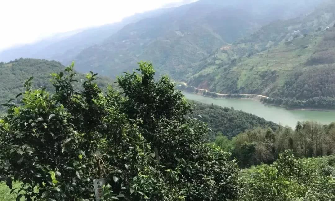 2021年單論茶氣，冰島也不如它-磨烈古樹(shù)秋