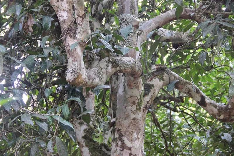 2021小戶賽古樹(shù)秋茶與冰島茶哪里不一樣？