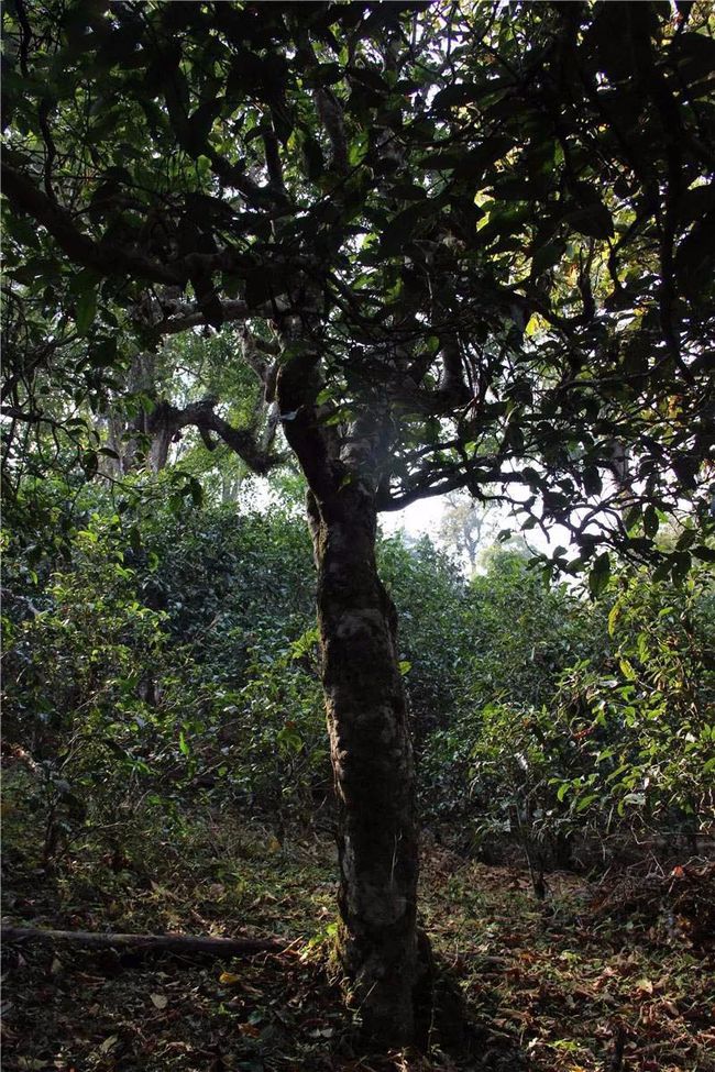 2021年大戶賽古樹(shù)秋茶特點(diǎn)？