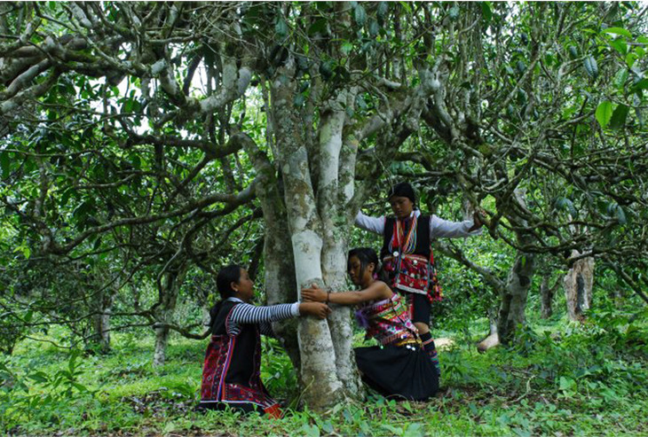 2021年大戶賽古樹(shù)秋茶品鑒！