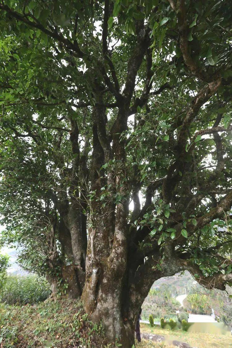 2021臨滄大戶賽秋茶因何被稱(chēng)為潛力股？