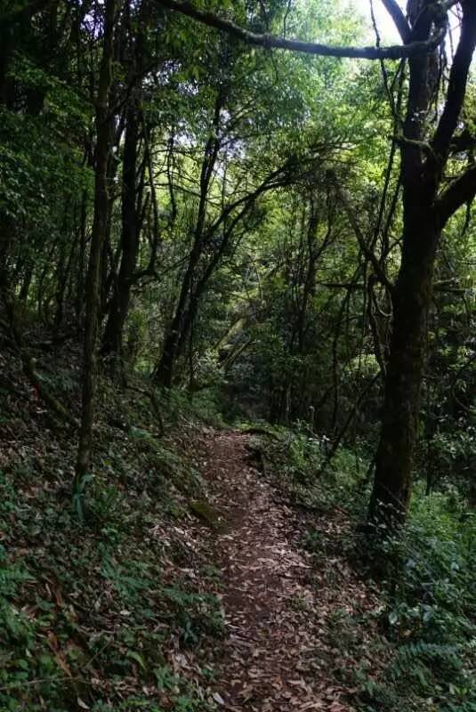 2021年大戶賽古樹(shù)秋茶價(jià)格是多少？