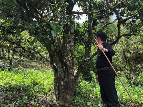 2021年大雪山古樹(shù)秋茶特點(diǎn)？