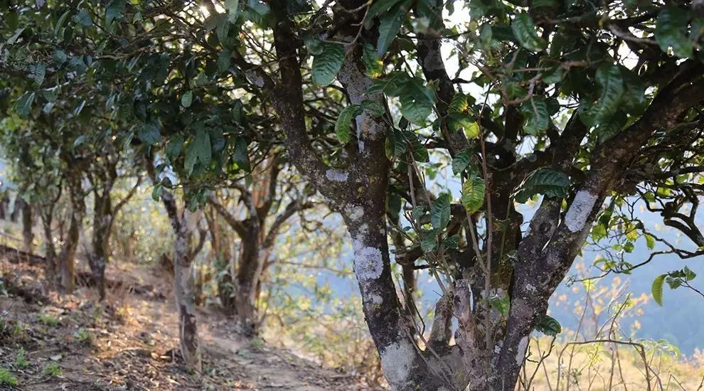 2021年大雪山古樹(shù)秋茶口感品鑒？