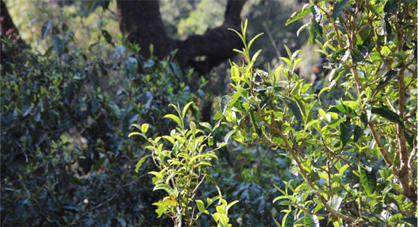 2021大雪山古樹(shù)秋茶香甜順滑！