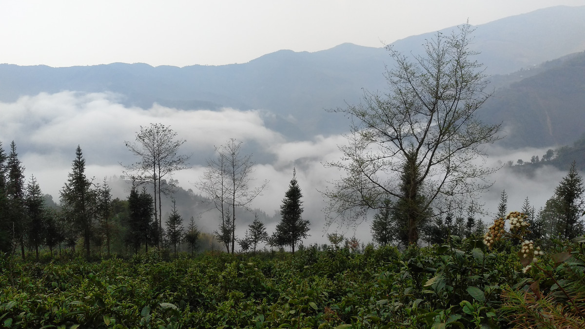 2021年大雪山古樹(shù)秋茶價(jià)格是多少？