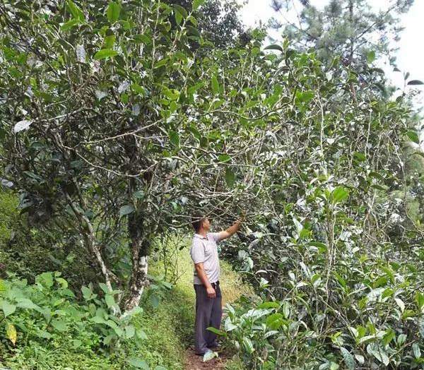 2021壩糯古樹(shù)秋茶藤條茶！不是樹(shù)種，而是這樣形成的！