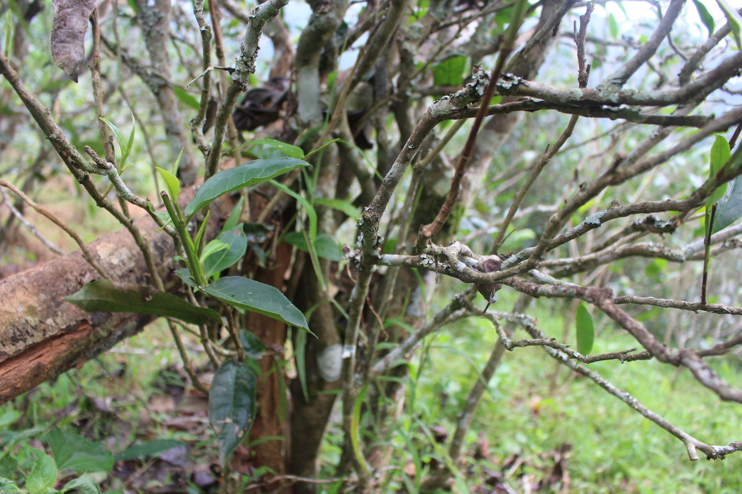 2021年壩糯古樹(shù)秋茶價(jià)格多少？