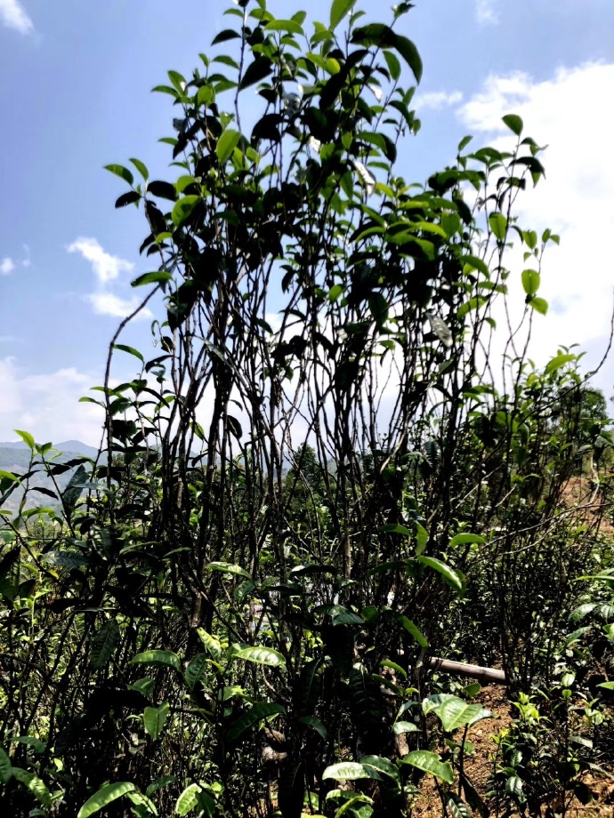 2021年壩糯古樹(shù)秋茶品鑒！