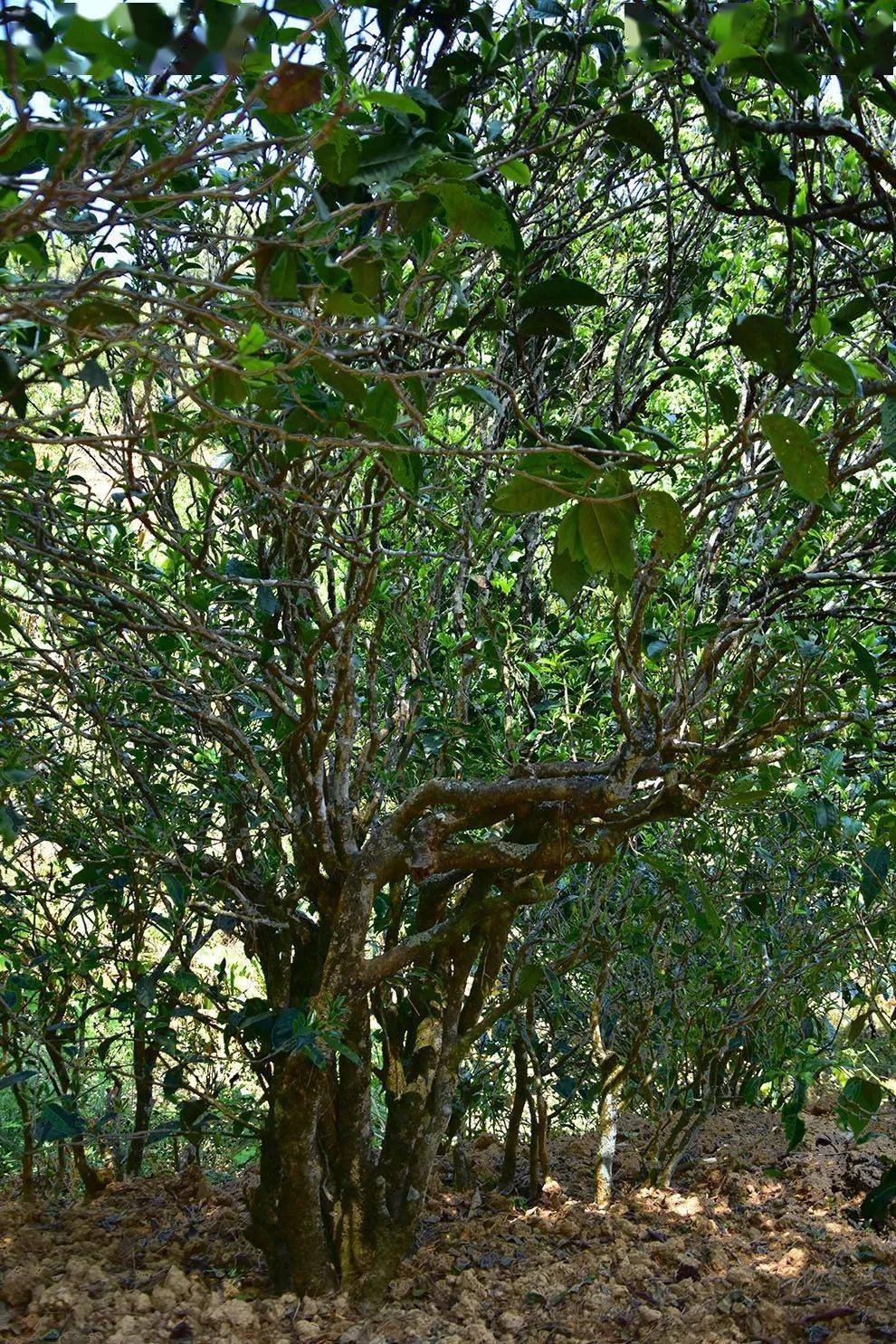 2021年正氣塘古樹秋茶口感是什么？