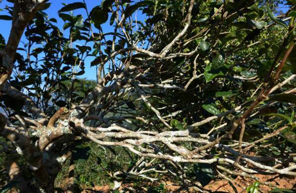 2021年正氣塘古樹秋茶花蜜香氣盈盈，冰糖甜韻深邃！