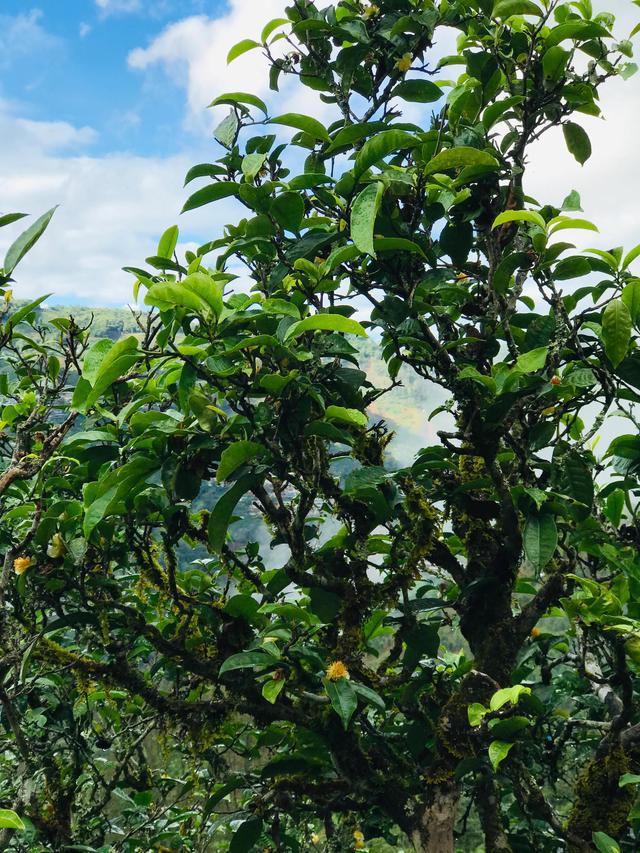 2021年冰島南迫古樹秋茶茶園詳解！