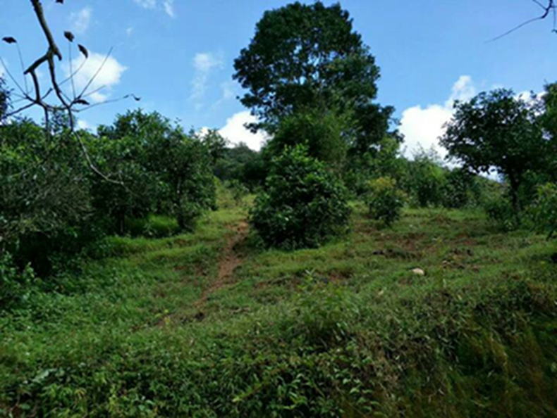 2021年冰島南迫古樹秋茶特點？