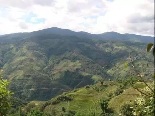 2021年冰島南迫古樹秋茶價格是多少？