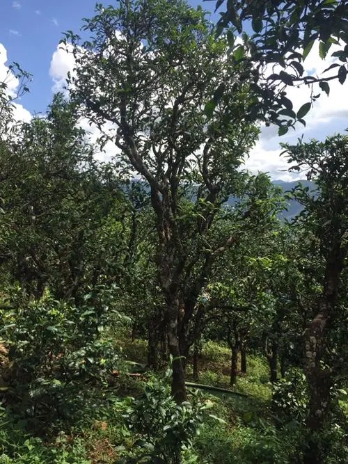 2021年冰島地界古樹秋茶特點？