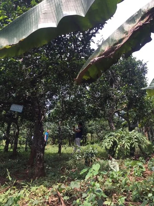 2021年冰島地界古樹秋茶特征詳解！