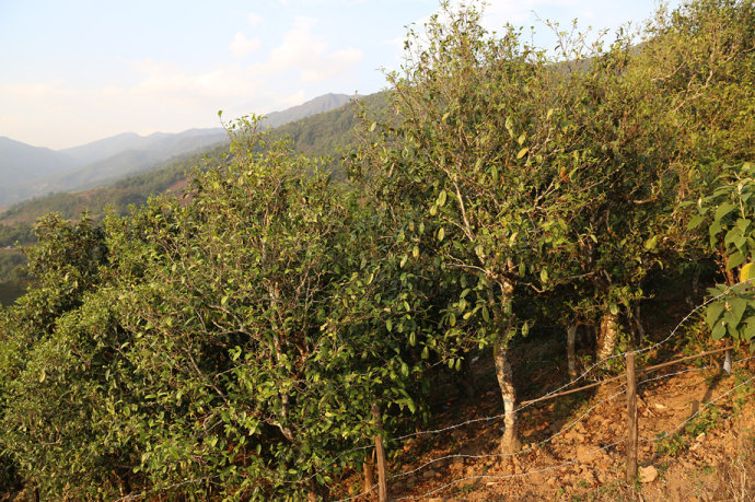 2021冰島壩歪古樹秋茶口感最接近冰島老寨！