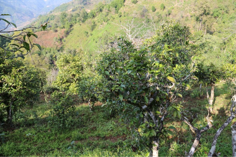 2021年冰島壩歪古樹秋茶，飲盡蘭花香，舒心又暢懷