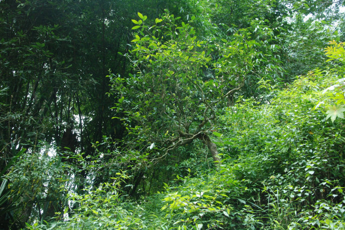 2021年冰島糯伍古樹秋茶| 甜出新高度，融在心底間~