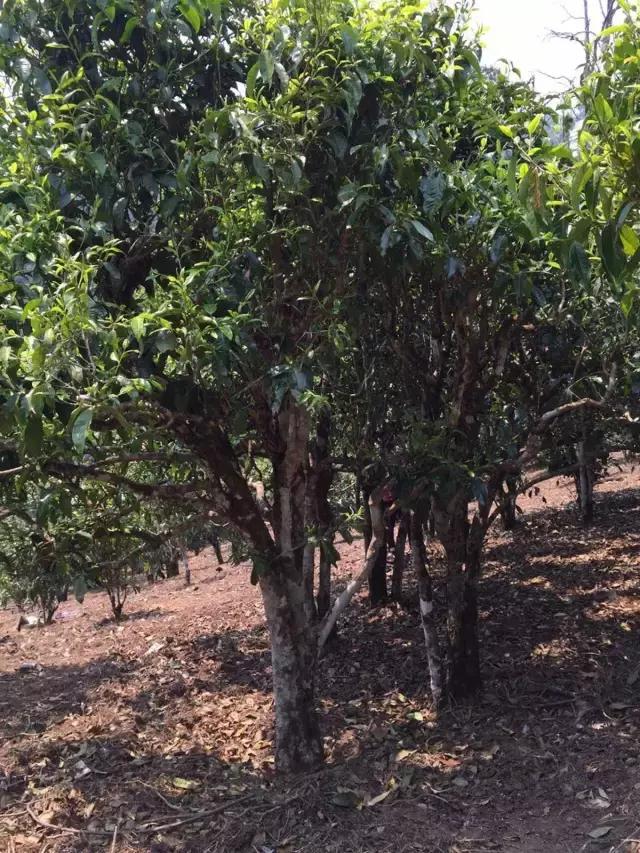 2021年冰島糯伍古樹秋茶特點？