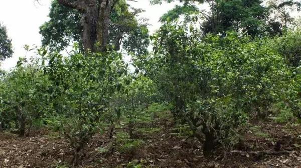 2021年冰島糯伍古樹秋茶多少錢一公斤？