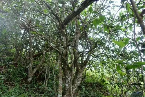 2021年昔歸古樹秋茶特點是什么？