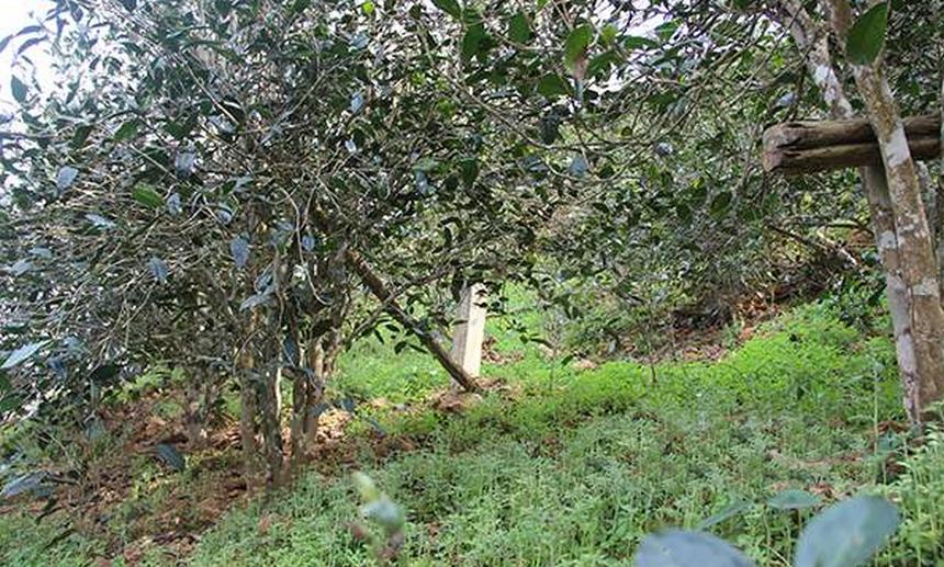 2021年昔歸古樹秋茶口感是什么？