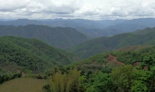 2021那罕古樹秋茶特點？