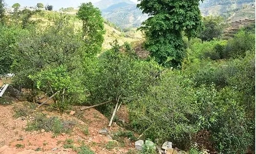 2021那罕古樹秋茶為何被稱為小昔歸？