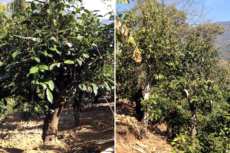 2021年忙肺古樹秋茶特點是什么？