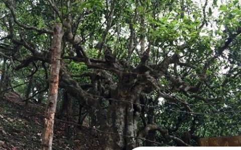 2021年忙肺古樹秋茶臨滄四大名茶之一！