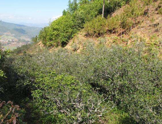 2021年梅子箐古樹秋茶特點是什么？