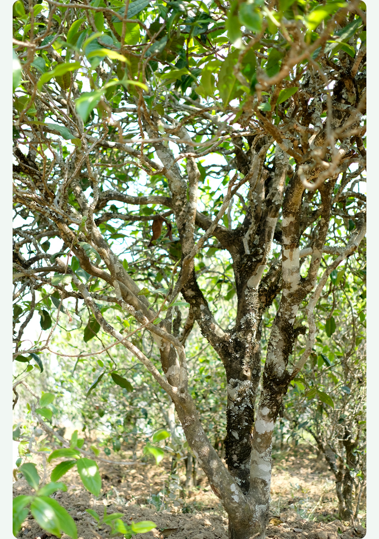 2021梅子箐古樹秋茶甜如冰島、香似昔歸:人間三月,怎么少得了梅子箐?