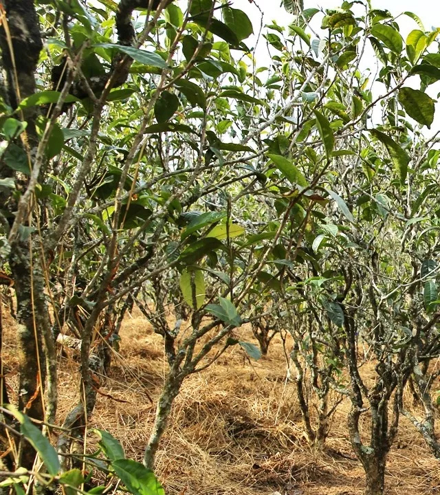 2021年巖子頭古樹秋茶口感是什么？