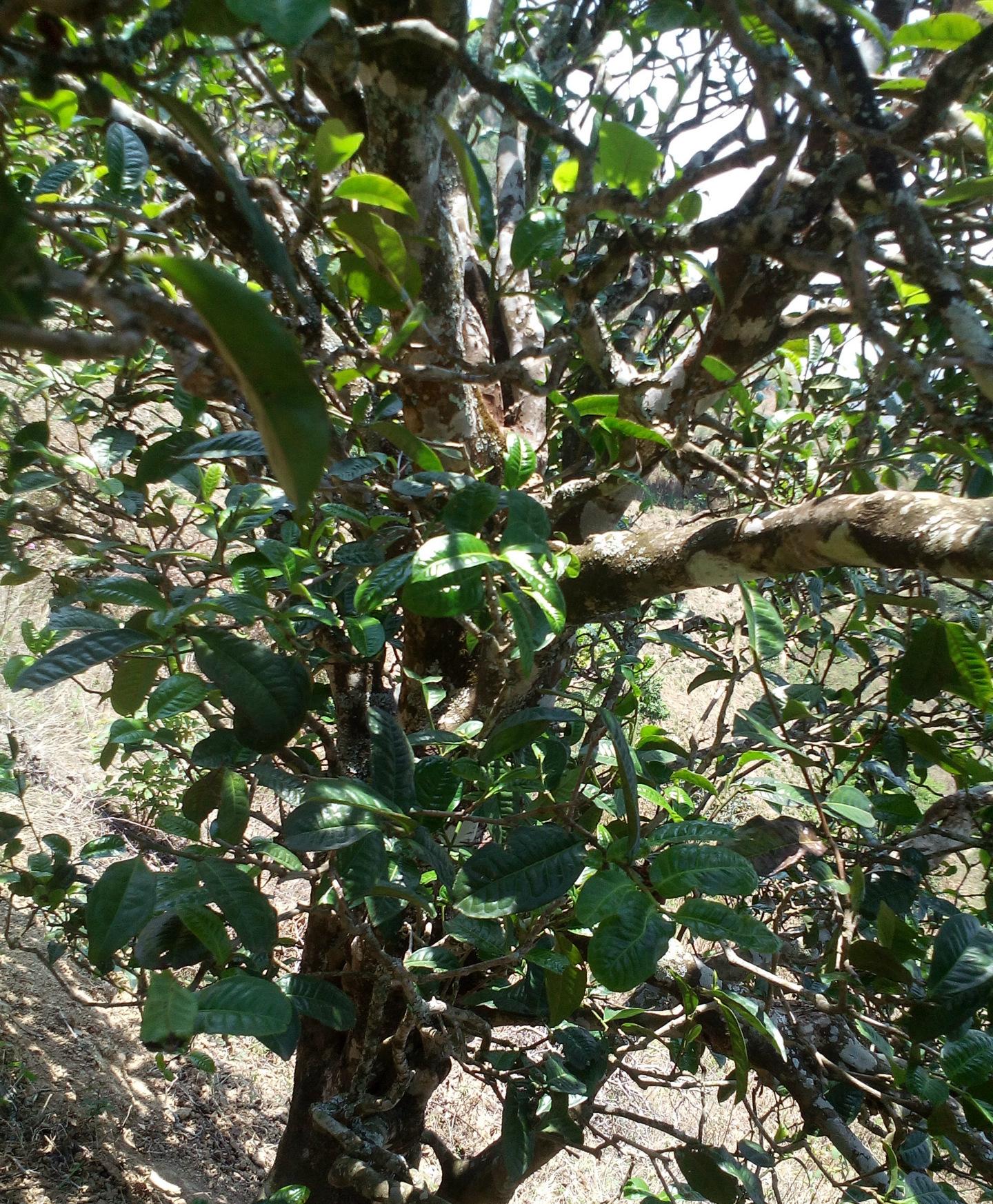 2021年巖子頭古樹秋茶特點？