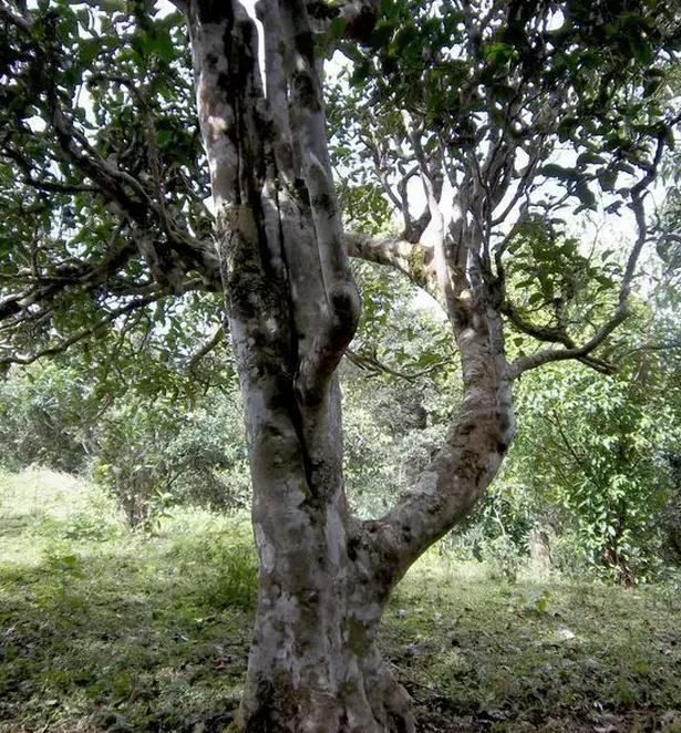 2021年巖子頭古樹秋茶，亂石出好茶！