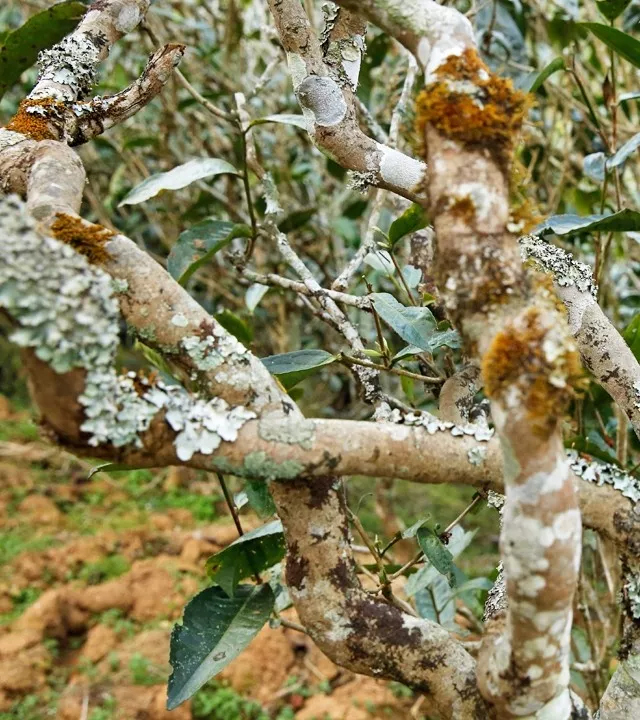 2021年巖子頭古樹秋茶多少錢一公斤？