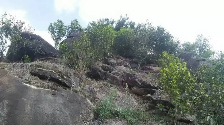 2021年巖子頭古樹(shù)秋茶內(nèi)含物質(zhì)可以和昔歸古樹(shù)毛茶相娉美·！