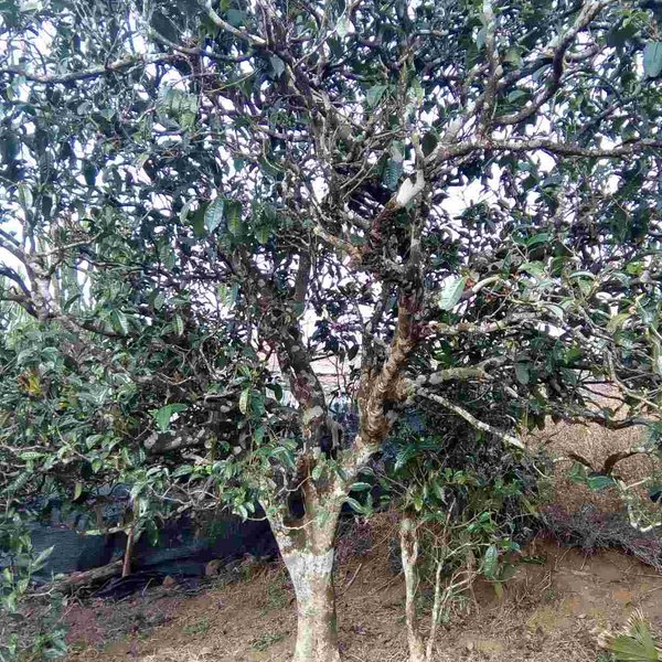 2021馬鞍山古樹(shù)秋茶口感？