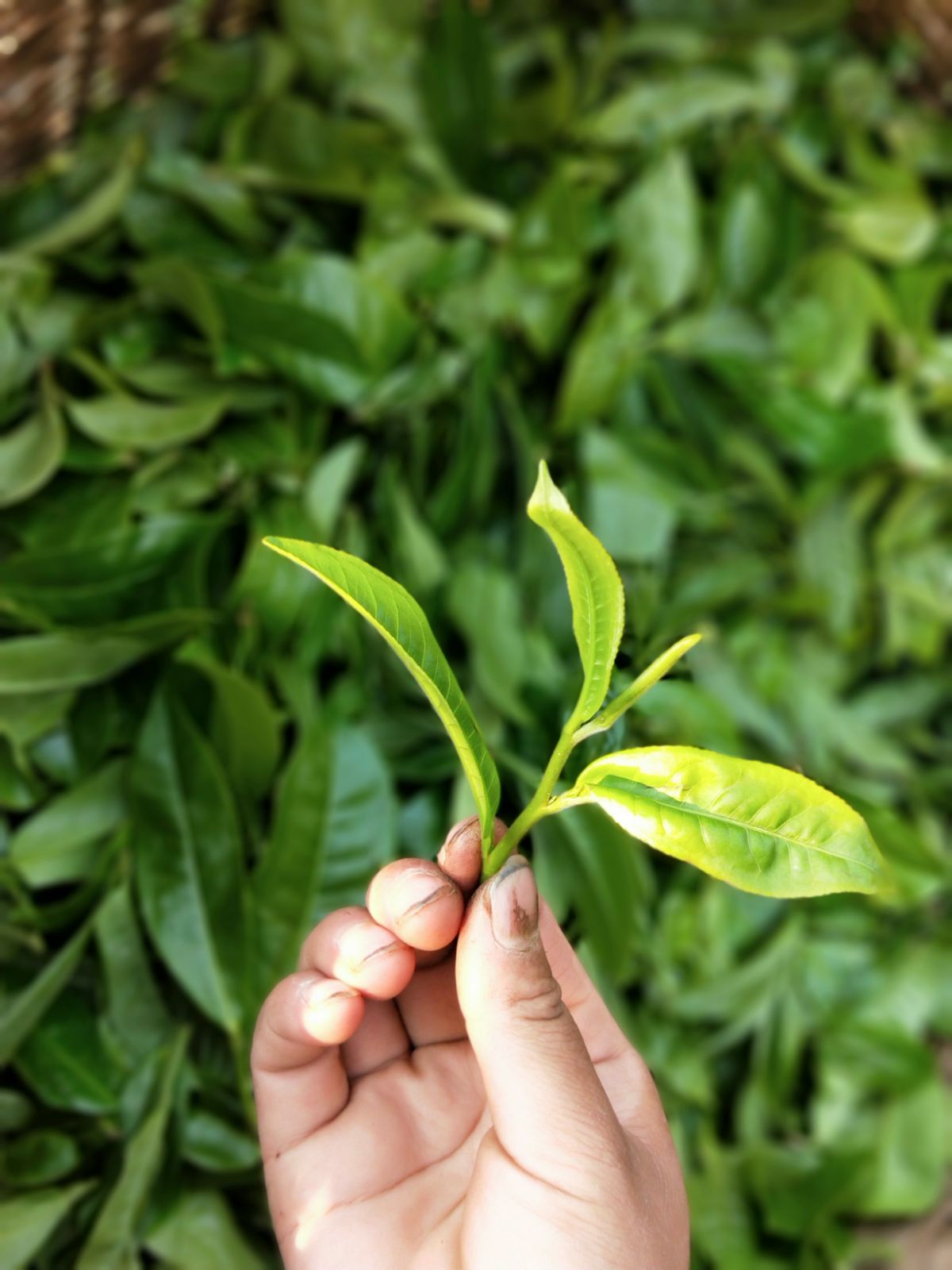 2021年馬鞍山古樹(shù)秋茶特點(diǎn)是什么？