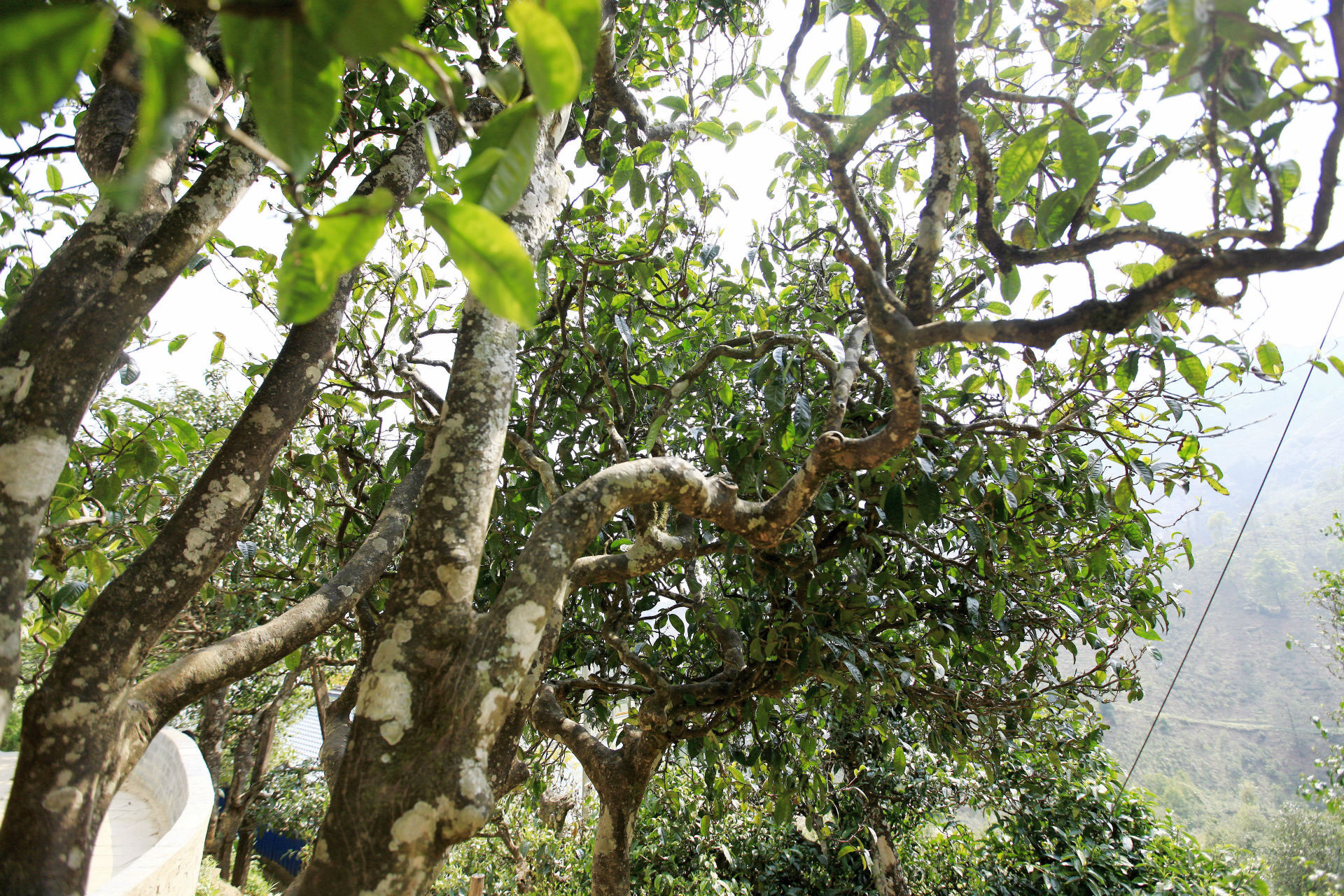 2021年馬鞍山古樹(shù)秋茶價(jià)值如何？