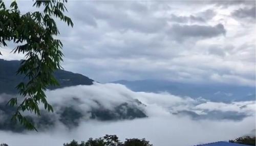 2021年白鶯山古樹(shù)秋茶多少錢一公斤？