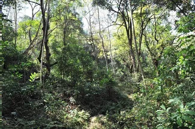 2021年老班章古樹(shù)秋茶特點(diǎn)？