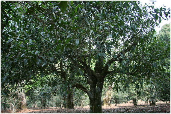 2021年老班章古樹(shù)秋茶多少錢一公斤？