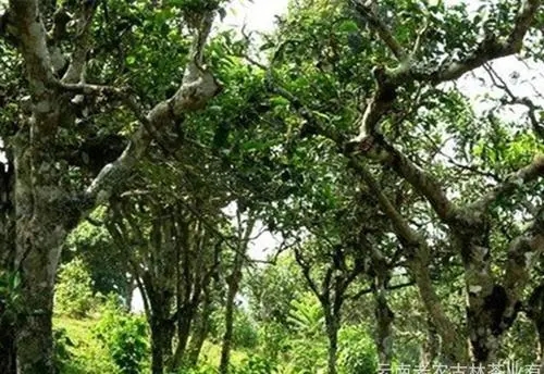 2021年新班章古樹(shù)秋茶特點(diǎn)？